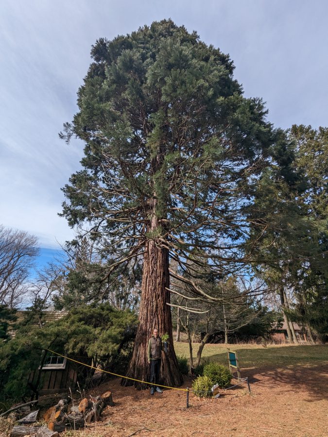Birch Kemp, executive director of Arboretum Detroit, stands at the base of a giant sequoia tree at Lake Bluff arboretum in Manistee, with a sequoia sapling in-hand.