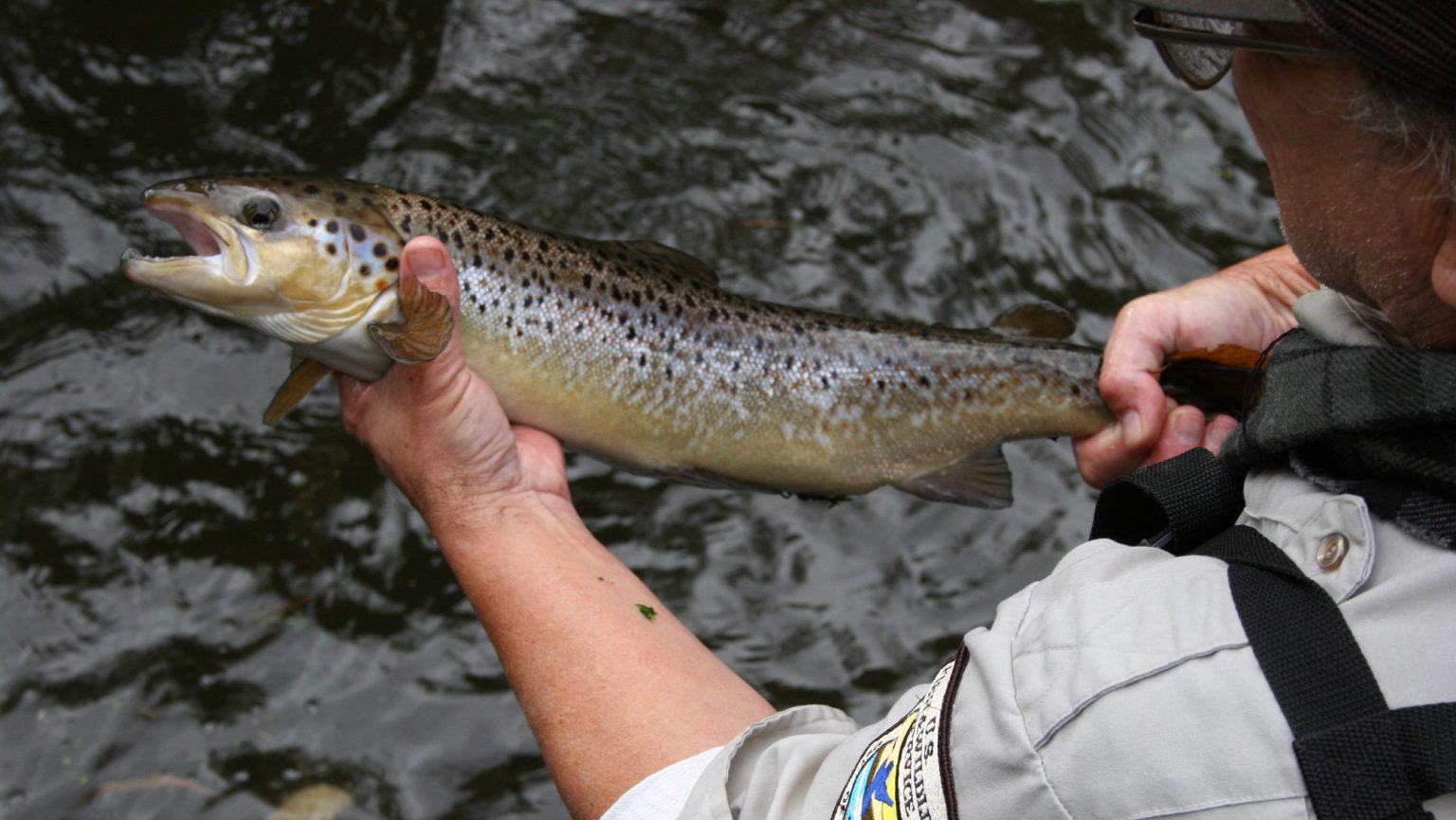 Michigan kills 31,000 Atlantic salmon after they catch disease at