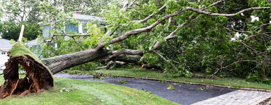 A severe storm and quick-developing tornado struck the Livonia area around 3:30 p.m on Wednesday, June 5, 2024.