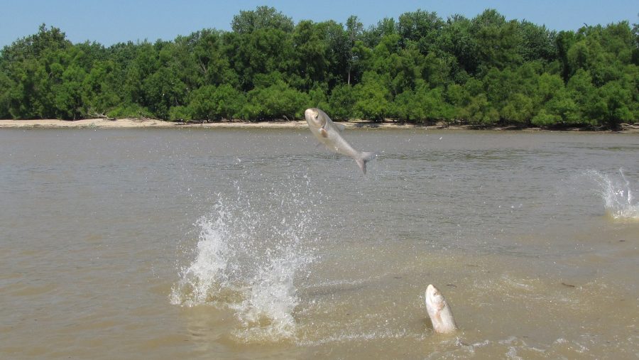 Asian Carp jump out of the water at the mouth of the Wabash River.