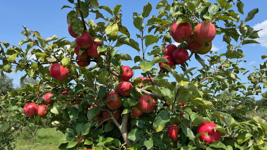 Michigan has almost 15 million apple trees and more than 700 family-run apple farms, according to the U.S. Department of Agriculture.