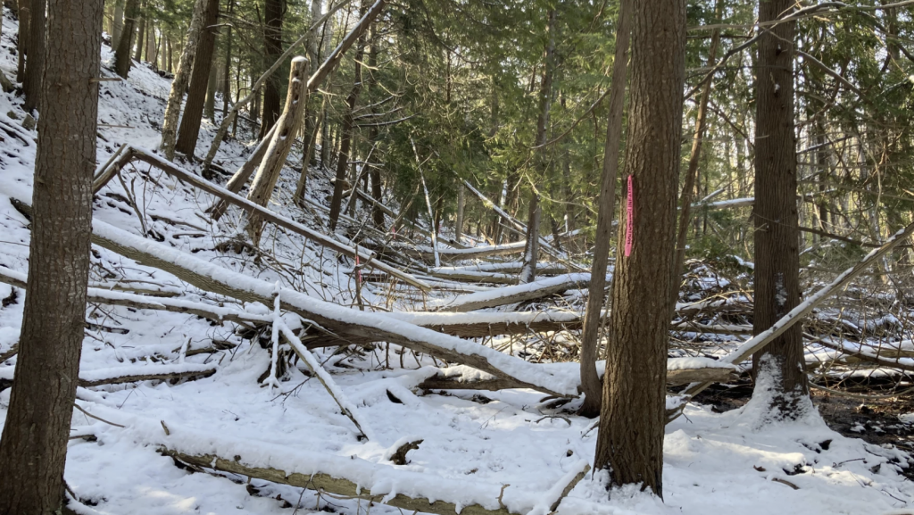 Flags mark the proposed route of Segment 9 of the Sleeping Bear Heritage Trail.