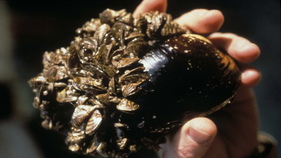 Zebra mussels came in first place as the Great Lakes' most harmful invasive species in a recent analysis.