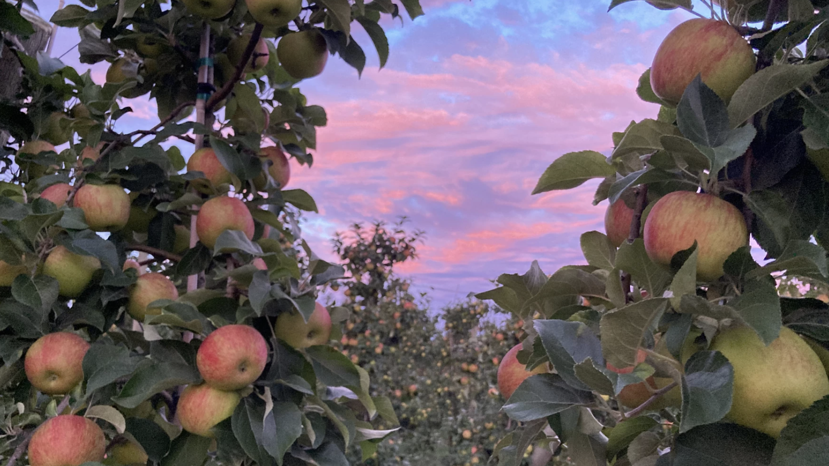 The sun rises behind rows of apple trees at Cherry Bay Orchards in Suttons Bay.