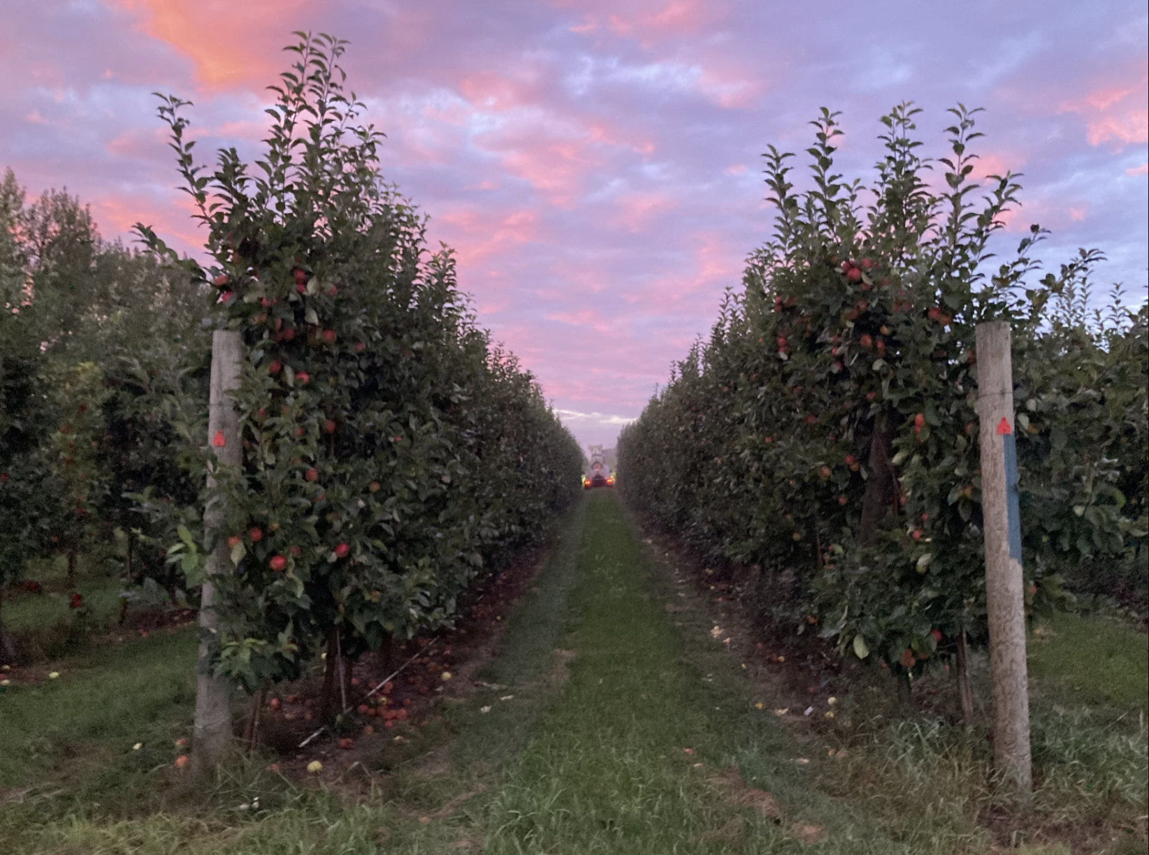 High density systems mean farmers can grow more fruit in less space. The trellised trees are also easier to harvest — which must be done by hand for apples that are sold fresh.