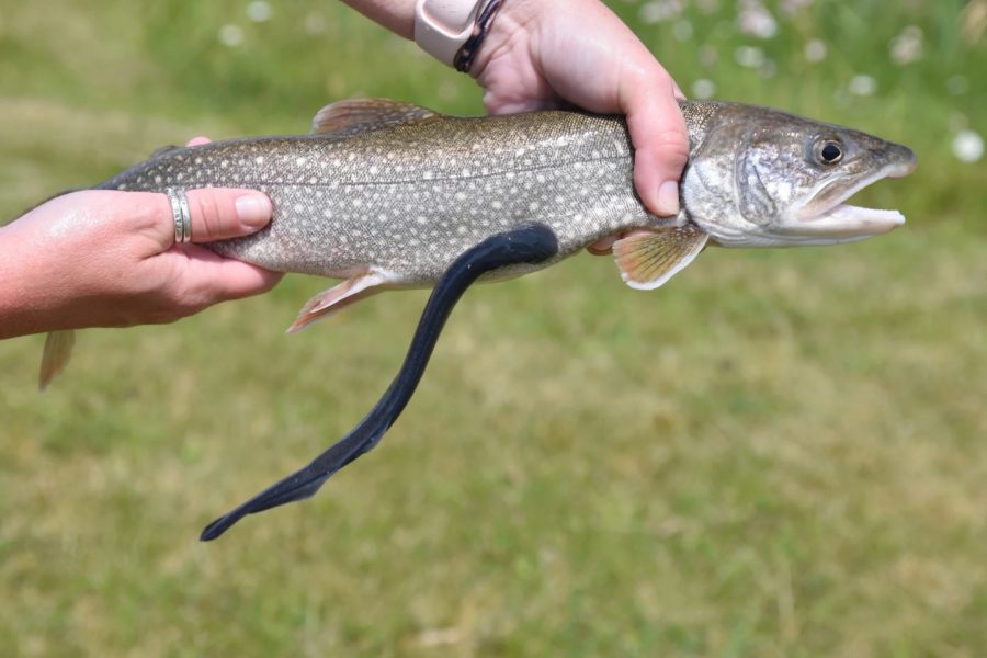 A parasitic sea lamprey attached to a lake trout. Untold numbers of lake trout were killed until the Great Lake Fishery Commission was established to control the sea lamprey.