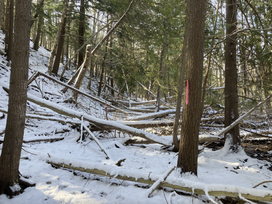 Flags mark the proposed route of Segment 9 of the Sleeping Bear Heritage Trail.