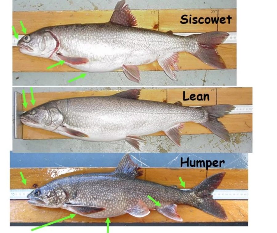 The lake trout has increased in overall numbers, but subspecies are also sustainable.