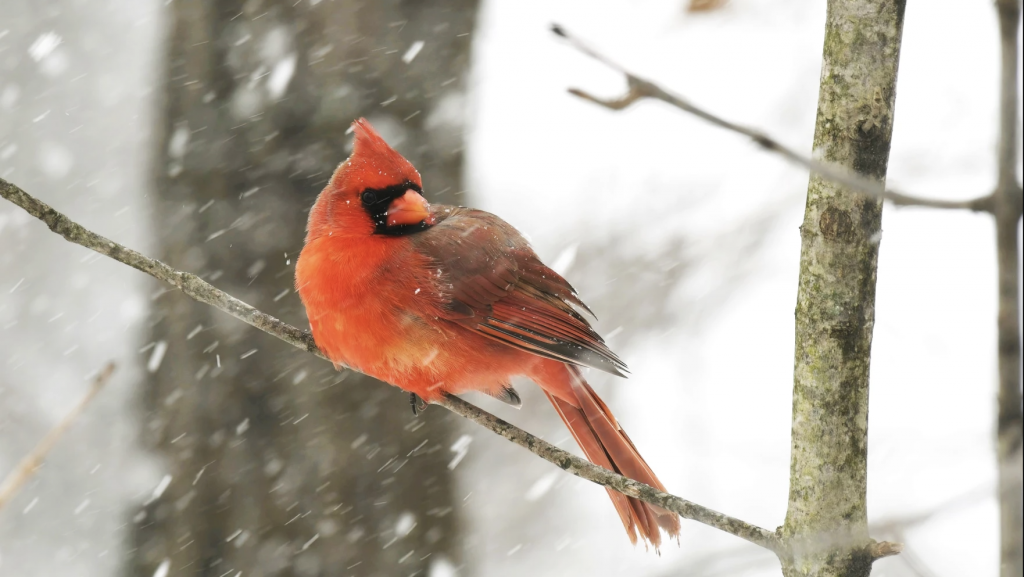 A northern cardinal rests on a branch in winter.