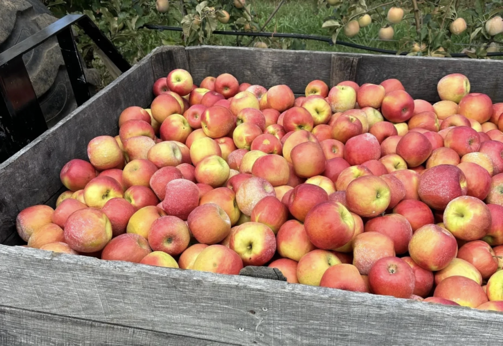 Apples from the orchard run by Jon and Brittany Klimstra. They were ready to install a solar array when the federal funding was frozen.