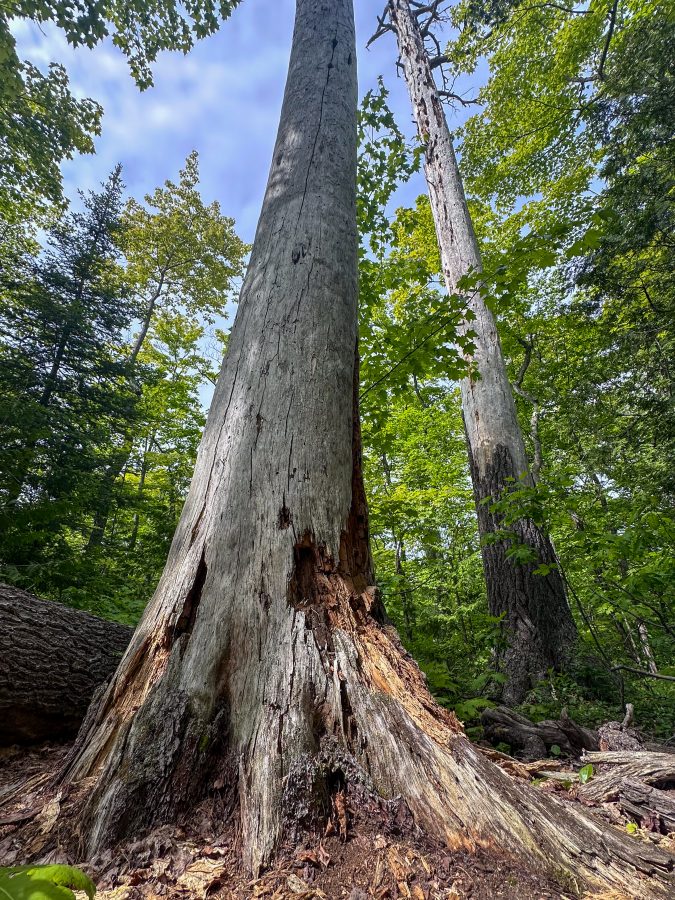 Michigan-Tree-Canopy_5