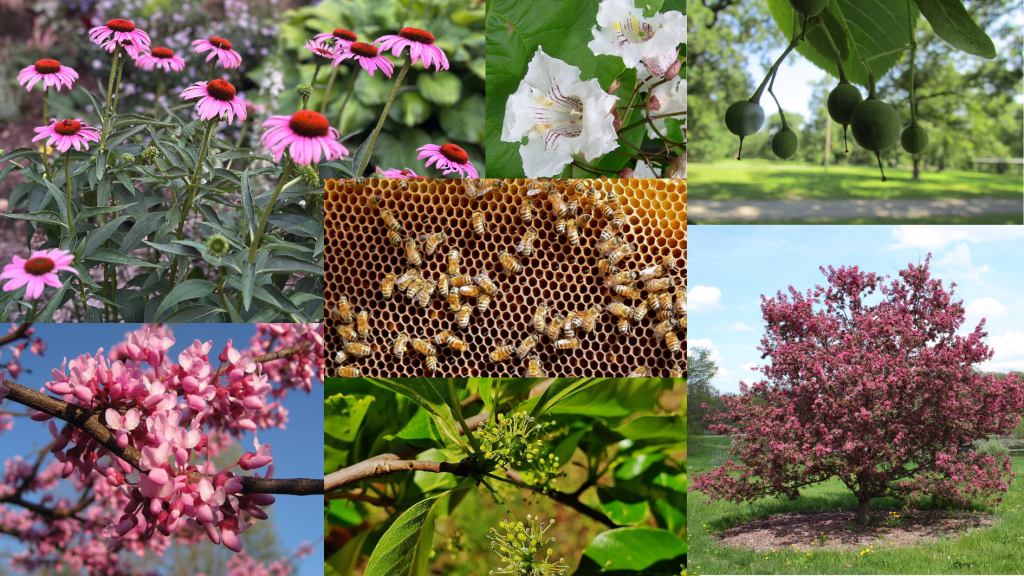 Clockwise from left: Coneflowers, northern catalpa, American basswood, flowering crabapple tree, Black tupelo, and eastern redbud are all native species in Michigan that support pollinators.