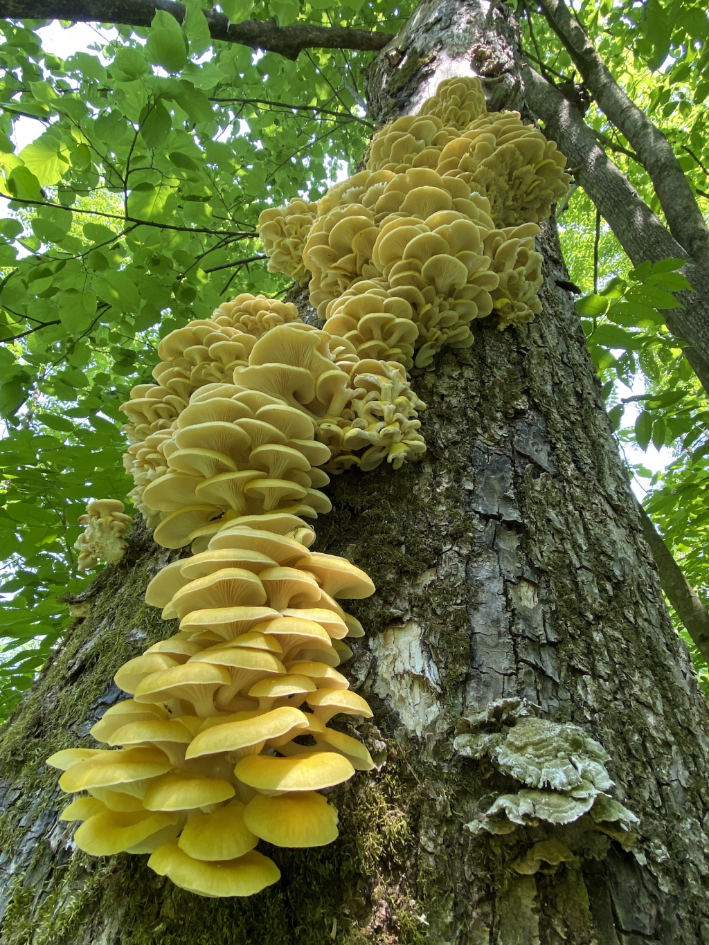 Golden yellow mushrooms cascade vertically up a tall tree in bunches.