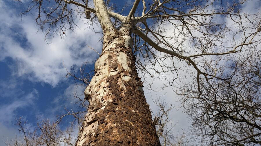A towering sycamore tree with sky above.